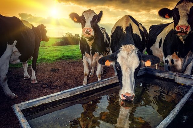 Cows drinking water