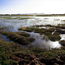 A bog