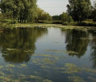 A river by some trees