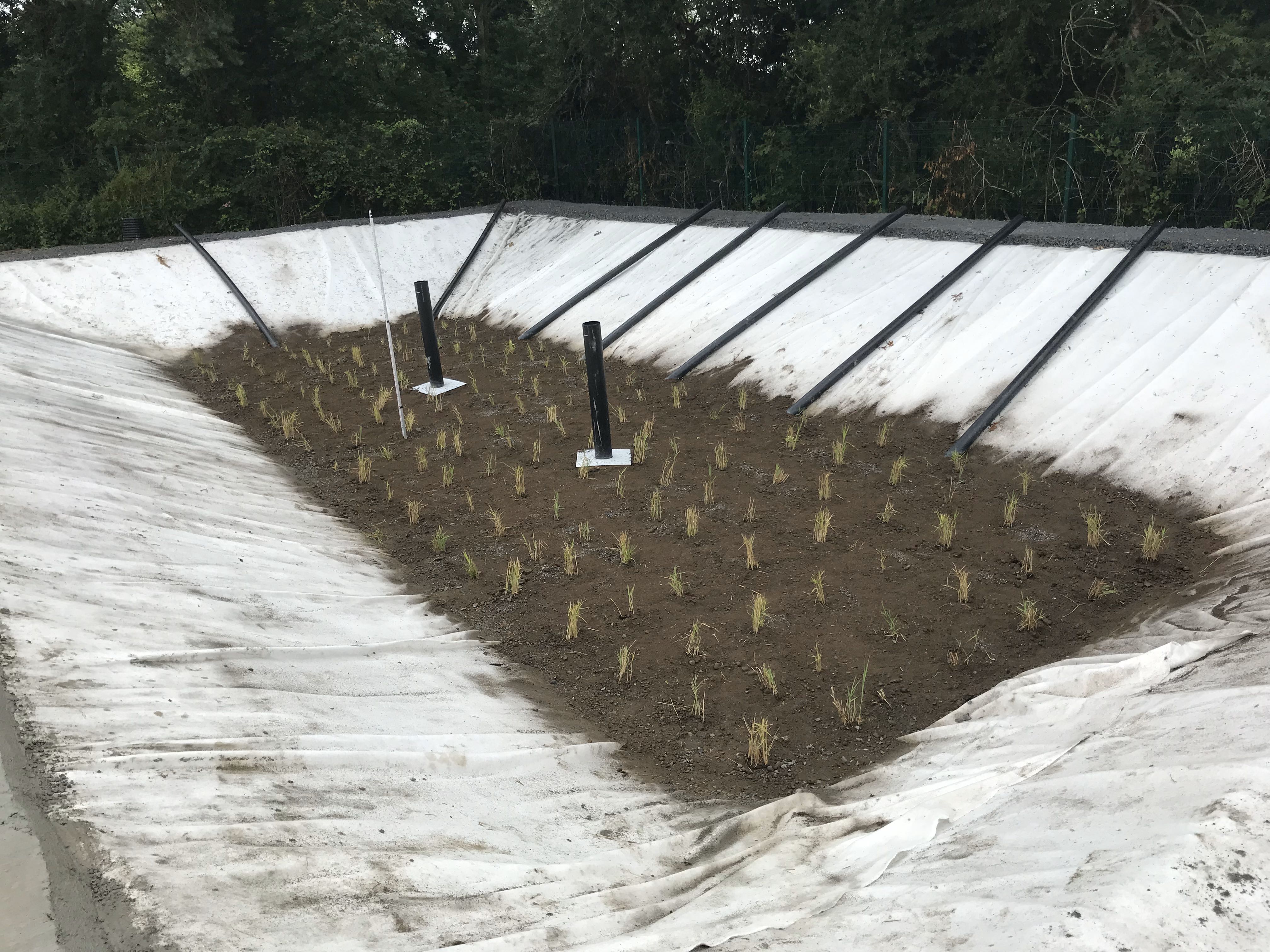 Small patches of grass in a dirt plot